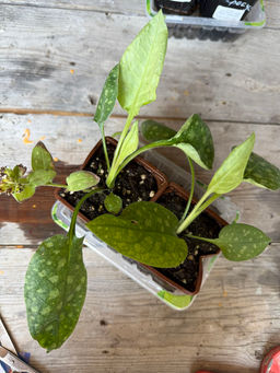 Медуница Смоки Блу