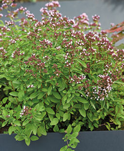 Душица обыкновенная Надежда (сер.Четыре лета) (А) (ЦВ) 20 шт.