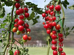 Томат Зимняя Вишня F1