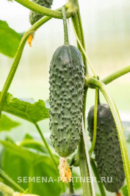 Огурец партенокарпический Директор - Партнер фото 6