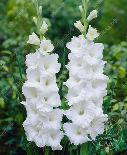 ГЛАДИОЛУС Аргента Разбор 10/12 Кол-во упак., шт 10