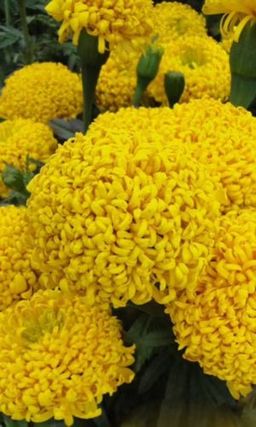 Бархатцы ГИЛЬБЕР ШТЕЙН  Хризантемовидные!