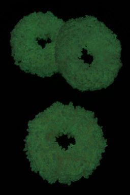 Резинки для волос светящиеся в темноте 5 см (5 шт) SF-7040, персиковый - No name фото 2