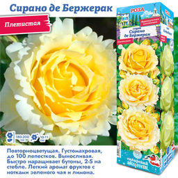 Роза Сирано Де Бержерак (Плетистая) 1шт