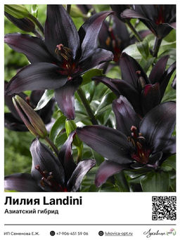 Лилия Landini (Азиатский гибрид)