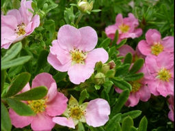 Лапчатка кустарниковая Pink Princess - Садовник фото 2