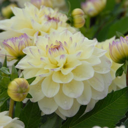 Георгина Лейк Кери бордюрная - Долина роз фото 3