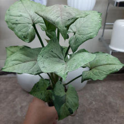 Сингониум Серый призрак, горшок D12