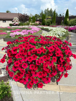 Петуния Зацветёт Long Май Краш многоцветковая ампельная - Партнер фото 6