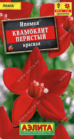 Ипомея Квамоклит красная
