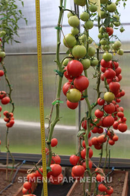 Томат Леди Роуз - Партнер фото 7