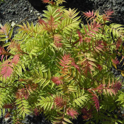 Рябинник рябинолистный "Matcha Ball" (Матча Болл)