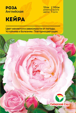 Роза Кейра (Английская) С ЦВ.НАКЛЕЙКОЙ 1шт