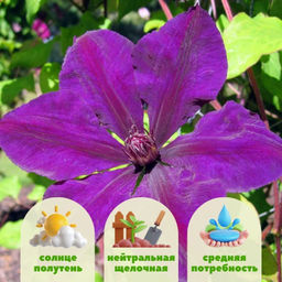 Клематис Джипси Квин - Долина роз фото 2