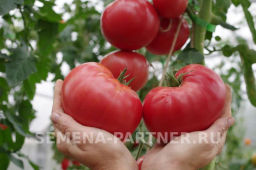 Томат Гордость Застолья - Партнер фото 5