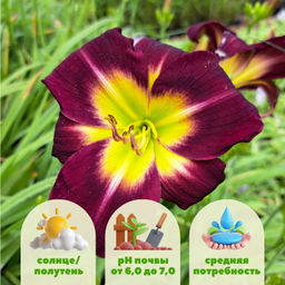 Лилейник Найт Бекон