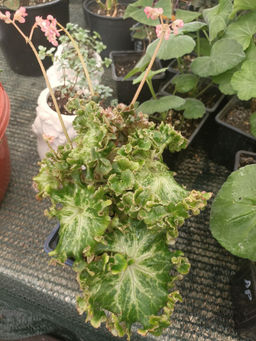 Бегония Криспа (кудрявая) - 1000корней фото 3