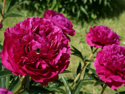 Пион Kansas (Канзас) - Долина роз фото 4