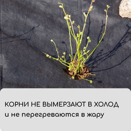 Материал мульчирующий, 10 × 3.2 м, плотность 80 г/м², спанбонд с УФ-стабилизатором, чёрный, Greengo, Эконом 30%