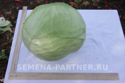 Капуста белокочанная среднепоздняя Агрессор - Партнер фото 3