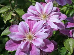 Клематис Рагамаффин - Долина роз фото 4