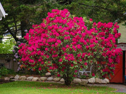 Рододендрон Нова Зембла