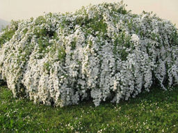 Спирея кантонская