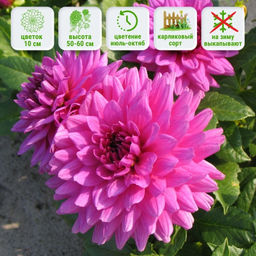 Георгина Клодетт бордюрная