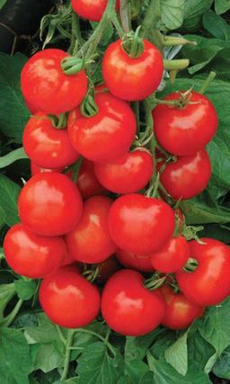 Томат ЧЕЛЯБИНСКИЙ МЕТЕОРИТ Самый неприхотливый! Стабильный урожай и в жару, и в холод! Сладкий!