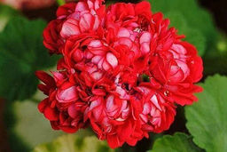 Пеларгония (Герань) махровая Норланд Ред