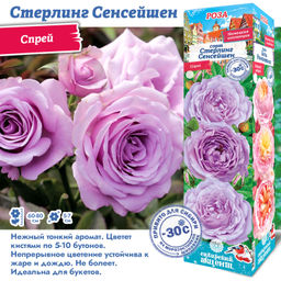Роза Стерлинг Сенсейшен (Спрей) 1шт