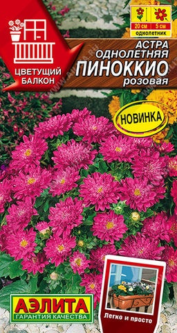 Астра Пиноккио розовая