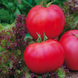 6238U Томат Легионер F1 5шт