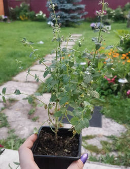 Котовник Фассена Кит Кэт