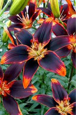 ЛИЛИЯ Форевер Сюзан Разбор 12/14 Кол-во упак., шт 5