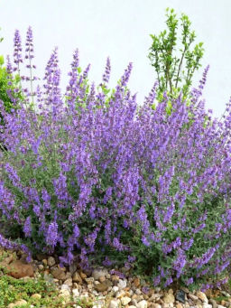 Котовник Сикс Хиллс Гиант С1,5