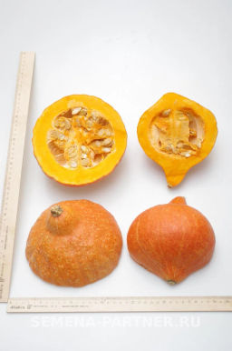 Тыква Оранж Саммер - Партнер фото 4
