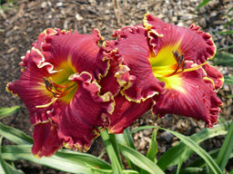 Лилейник Экселент