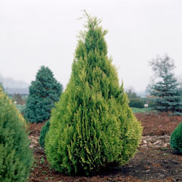 Кипарисовик Лавсона Ивонне - Долина роз фото 3