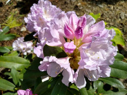 Рододендрон Hoppy (Хоппи) - Долина роз фото 17