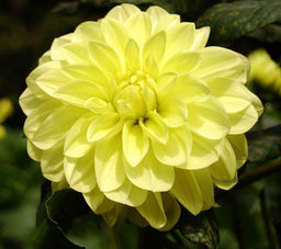 ГЕОРГИНА Глори Ван Хемстед Разбор I Кол-во упак., шт 1