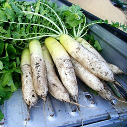 Аокуби Дайкон - Aokubi Daikon - ????