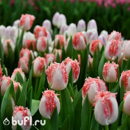 Тюльпан Neglige (5 луковиц)