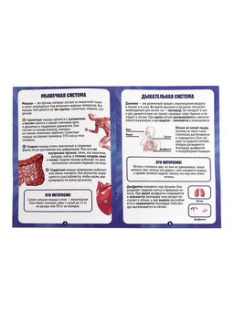 Набор для опытов по анатомии Строение тела, светится в темноте, с мягкими органами - Эврики фото 8