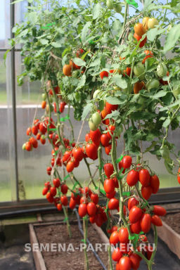 Томат Сан Сиро - Партнер фото 2