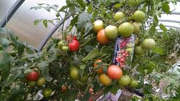 Томат ГЕРМАН F1 - Уральский дачник фото 17