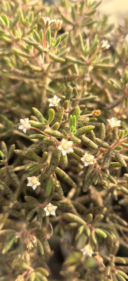 Крассула Гумберта - 1000корней фото 2