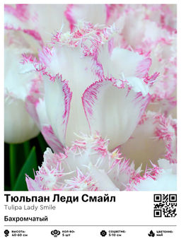 Тюльпан Леди Смайл (Бахромчатый)
