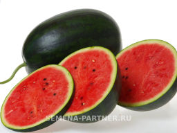 Арбуз Акмаль - Партнер фото 3
