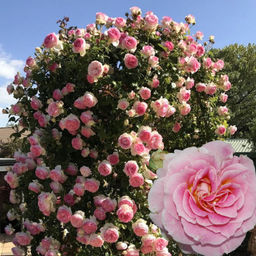 Роза Цезарь